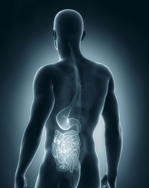 Male digestive system anatomy posterior view