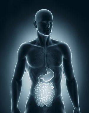 insan sindirim sistemi anatomisi ön görünüm