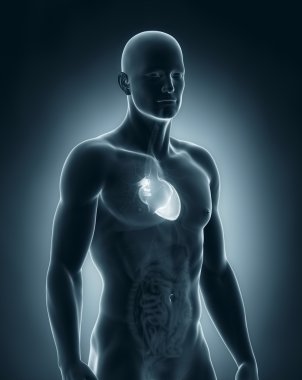 erkek kalp anatomisi