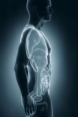 erkek organları anatomi lateral görünüm