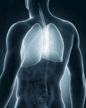 erkek solunum sistemi anatomisi arka görünüm