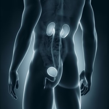 erkek Üriner sistemin anatomisi arka görünüm