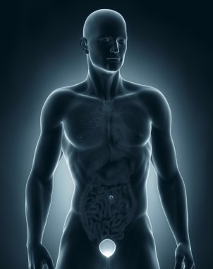 adam mesane frontal anatomisi