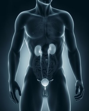 adam Üriner sistemin anatomisi ön görünüm