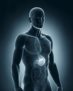 erkek mide anatomisi