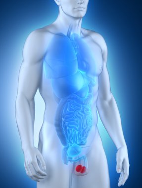 erkek testis anatomi ön görünüm