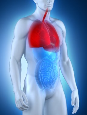 erkek solunum sistemi anatomisi ön görünüm