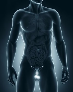 erkek genital anatomi ön görünüm