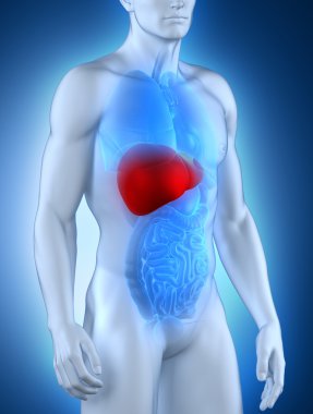 Male liver anatomy