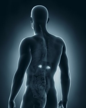 erkek adrenal anatomisi arka görünüm