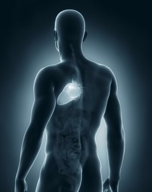 mannelijke hart anatomie posterieure weergave