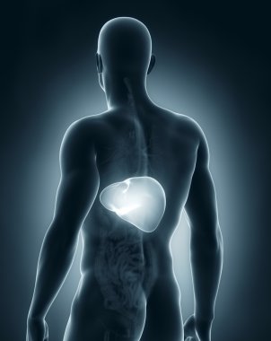 erkek karaciğer anatomisi arka görünüm
