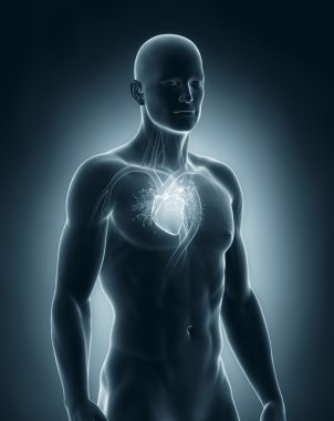 erkek kalp dolaşım sistemi