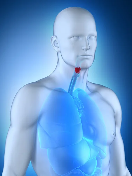 Manliga aanatomy främre se — Stockfoto