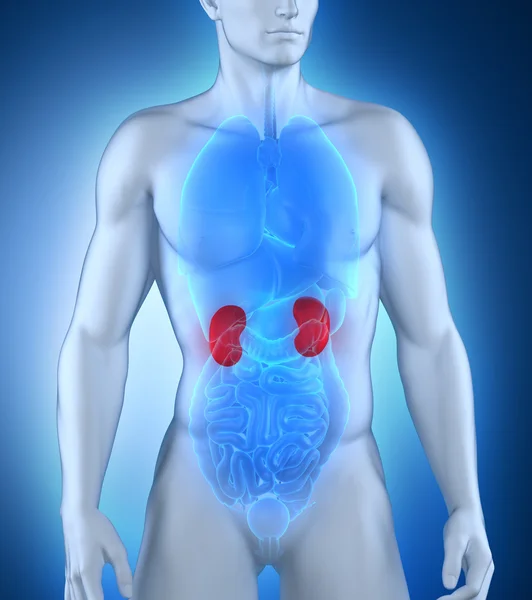 Male kidney anatomy — Stock Photo, Image