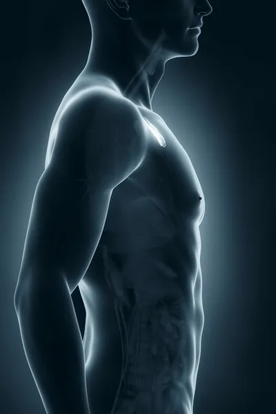 Mužské brzlík anatomie boční pohled — Stock fotografie