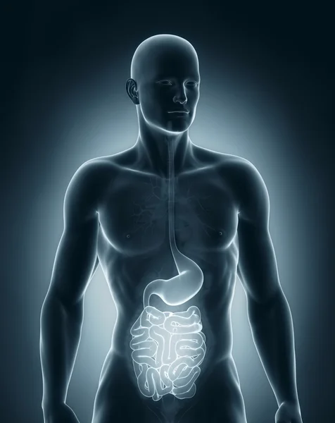 Hombre anatomía del sistema digestivo vista anterior — Foto de Stock