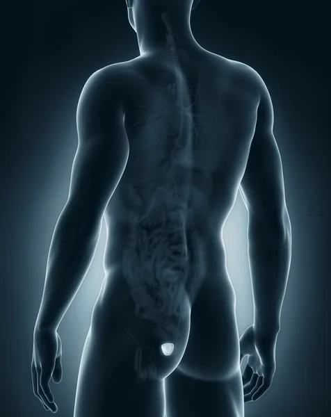 Widok tylnej męskiej anatomii prostaty — Zdjęcie stockowe
