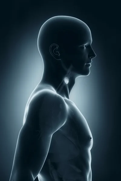 Male anatomy lateral view — Stock Photo, Image
