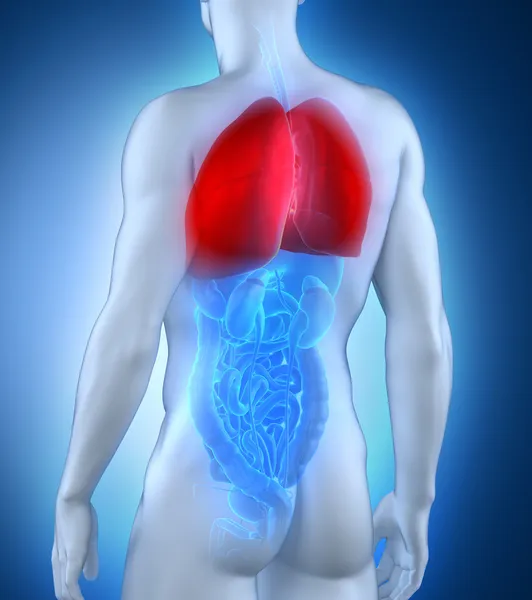 Mannelijke longen anatomie posterieure weergave — Stockfoto
