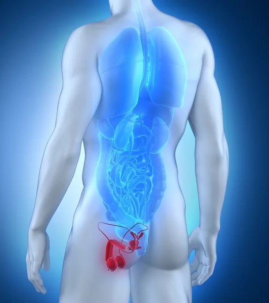 Widok tylnej anatomii męskich narządów płciowych — Zdjęcie stockowe