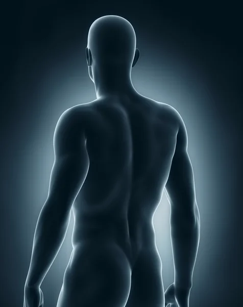 Mannelijke anatomie posterieure weergave — Stockfoto