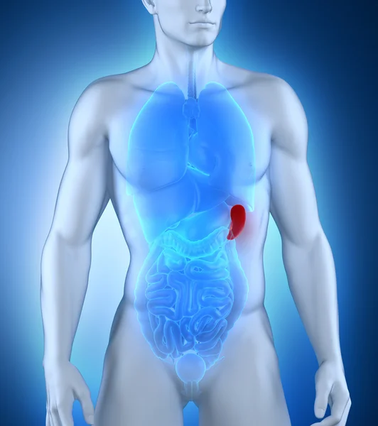 Male spleen anatomy — Stock Photo, Image