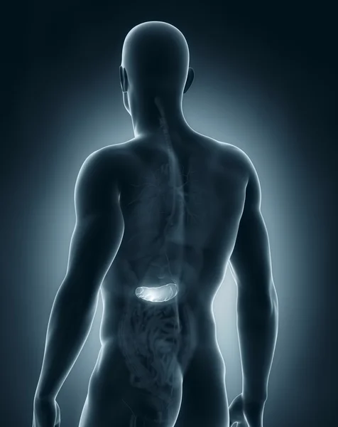 Male pancreas anatomy posterior view — Stock Photo, Image