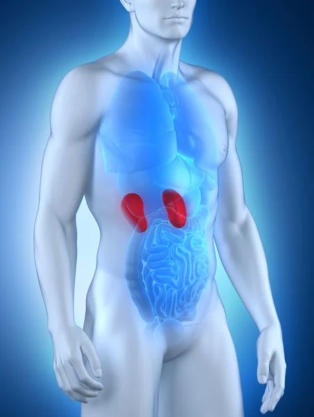 Male kidney aanatomy anterior view — Stock Photo, Image