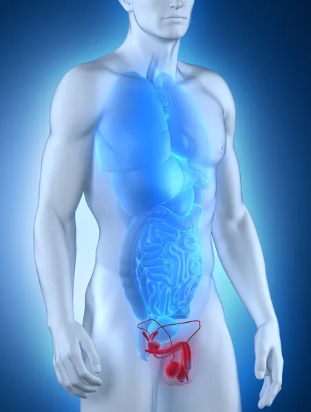 Male genitals anatomy anterior view — Stock Photo, Image