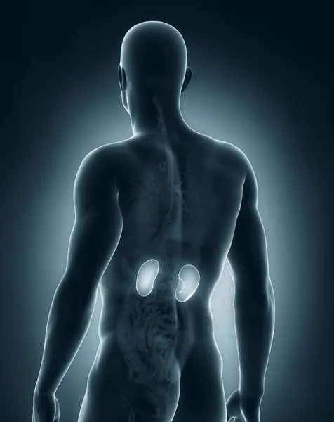 Male kidney anatomy posterior view — Stock Photo, Image