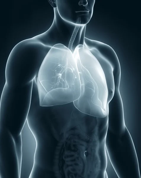 Male respiratory system anatomy — Stock Photo, Image