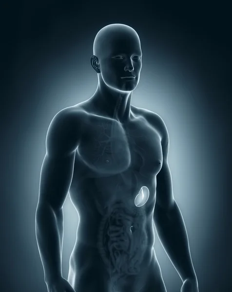 Male spleen anatomy — Stock Photo, Image