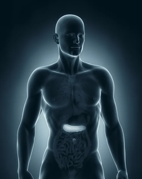 Man pancreas anatomy anterior view — Stock Photo, Image