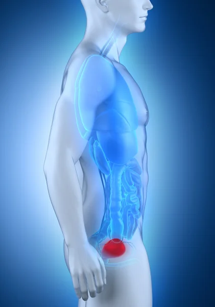 Man bladder lateral anatomy — Stock Photo, Image