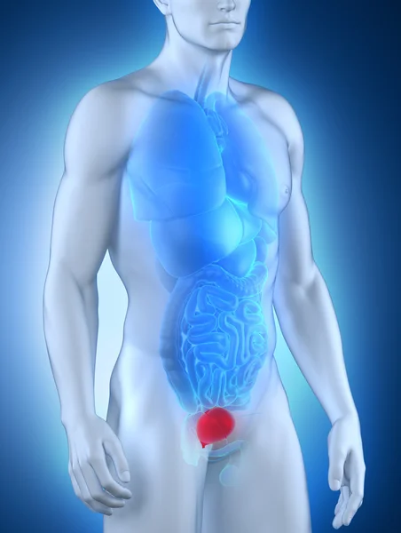 男性の膀胱の解剖学 — ストック写真