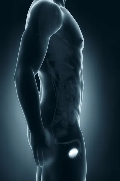 Widok boczny anatomii męskich jąder — Zdjęcie stockowe