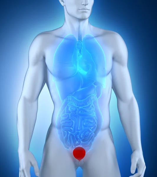 Man bladder frontal anatomy — Stock Photo, Image