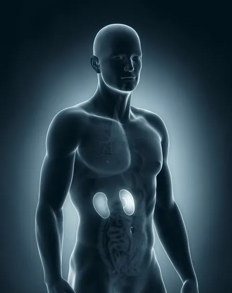 Male kidney anatomy — Stock Photo, Image