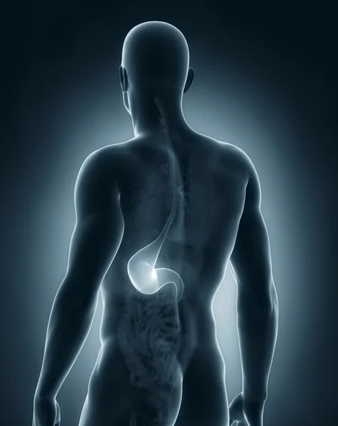 Anatomia dello stomaco maschile vista posteriore — Foto Stock