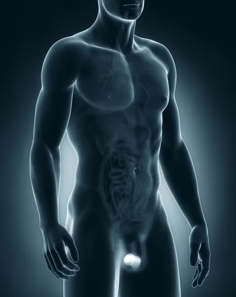 Hombre testículos anatomía — Foto de Stock