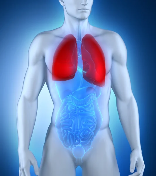 Male lungs anatomy — Stock Photo, Image