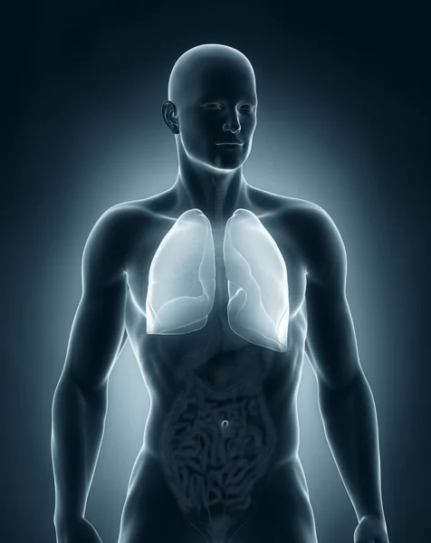 Man lungs anatomy anterior view — Stock Photo, Image