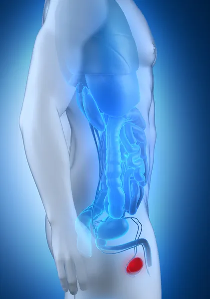 Mannelijke testes anatomie zijdelingse weergave — Stockfoto