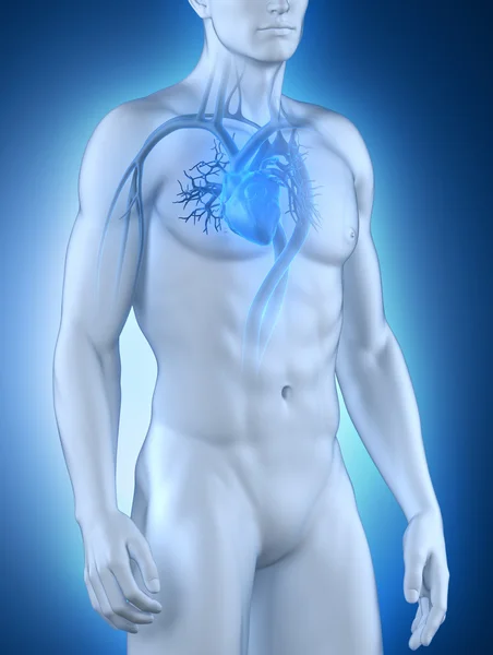 Male circulatory system — Stock Photo, Image