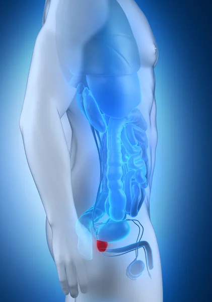 Widok boczny męskiej anatomii prostaty — Zdjęcie stockowe