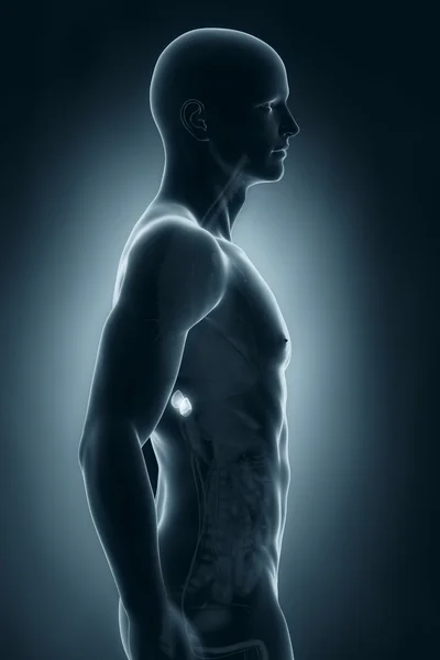 Widok boczny męskiej anatomii nadnerczy — Zdjęcie stockowe