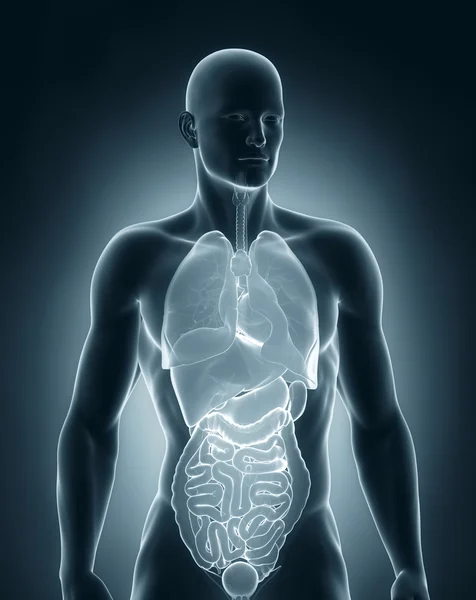 Anatomia dos órgãos humanos vista anterior — Fotografia de Stock