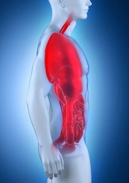 Male organs anatomy lateral view — Stock Photo, Image