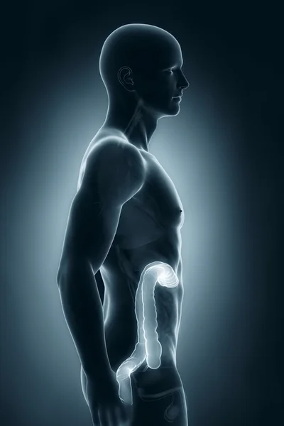 Man colon natomy lateral view — Stock Photo, Image